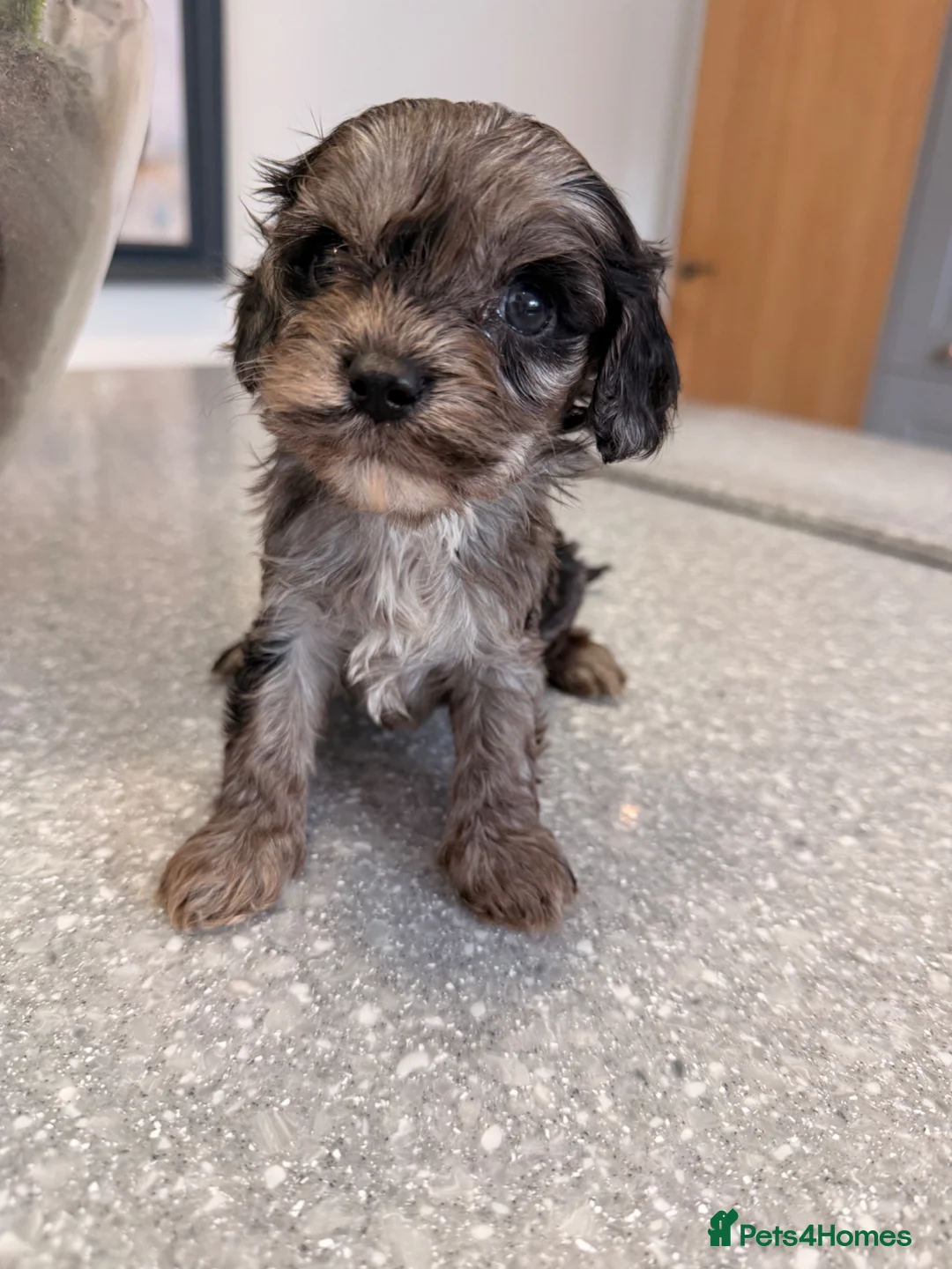 Cavapoo dogs for sale: Toy cavapoo puppies for sale  - Advert 6