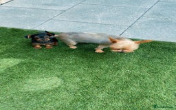 Yorkshire Terrier dogs for sale: Mini yorkshire terrier boy   - Image 6