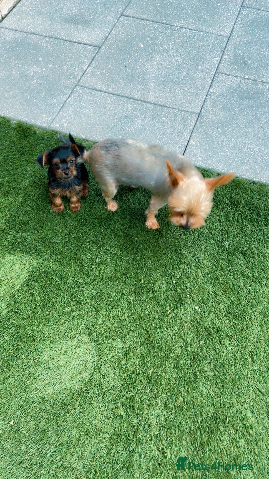 Yorkshire Terrier dogs for sale: Mini yorkshire terrier boy   - Image 6