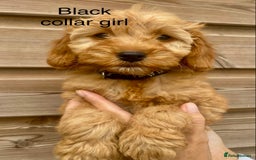 Cockapoo dogs for sale: Beautiful f1 Cockapoo puppies - Image 2