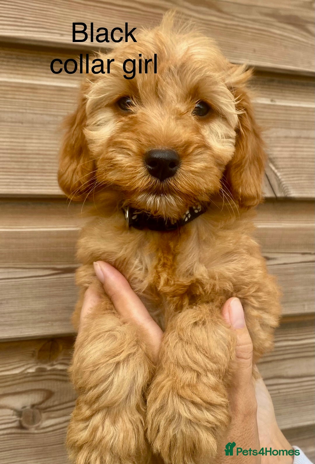 Cockapoo dogs for sale: Beautiful f1 Cockapoo puppies - Image 2