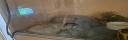 Leopard Gecko reptiles for sale: 2 year old  female leopard gecko with full setup  - Advert 6