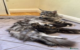 Maine Coon cats for sale: 🐾 Ragdoll × Maine Coon Kittens 🐾 - Image 2