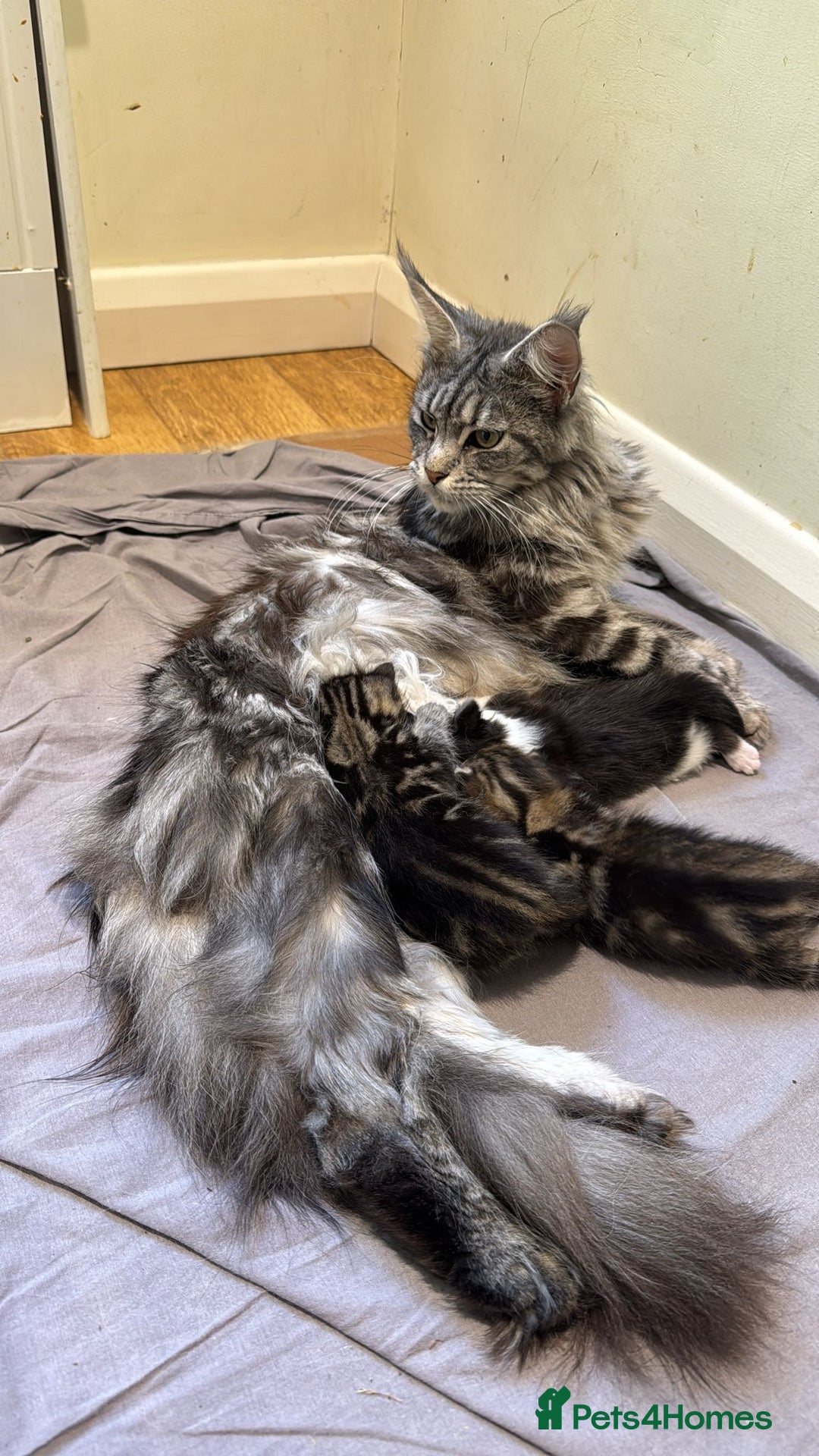 Maine Coon cats for sale: 🐾 Ragdoll × Maine Coon Kittens 🐾 - Image 2