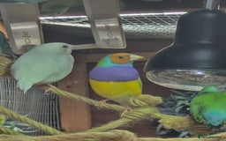 Finches birds for sale: Gouldian finches pairs  - Advert 18