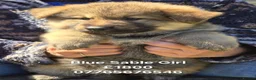 German Shepherd dogs for sale: German Shepherd Puppies Homebred Ready To View Now - Advert 3