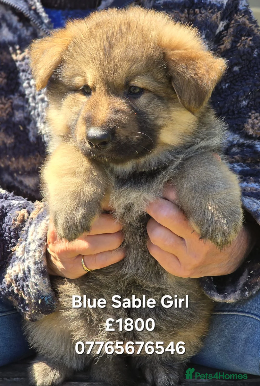 German Shepherd dogs for sale: German Shepherd Puppies Homebred Ready To View Now - Advert 1