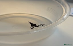 Praying Mantis invertebrates for sale: Ghost mantis (Phyllocrania paradoxa) - Image 4