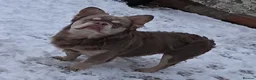 French Bulldog dogs for stud: MR COMPACTABULL  - Advert 8