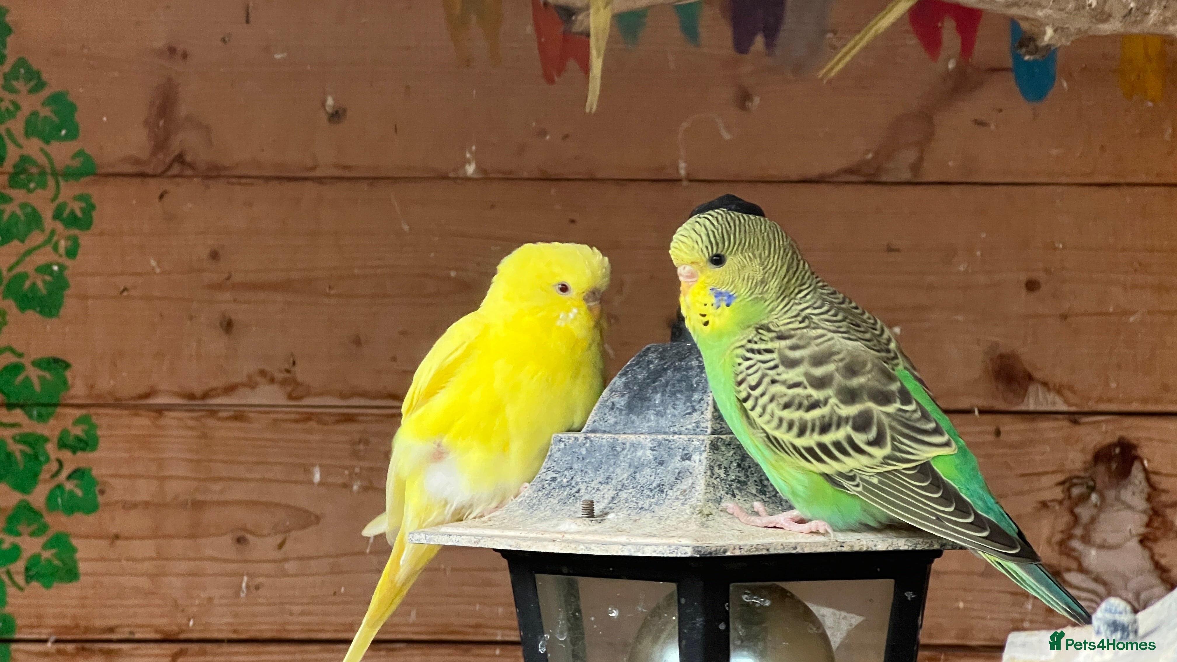 Budgerigars birds Budgies for sale - Advert 13
