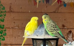 Budgerigars birds for sale: Budgies for sale - Image 1