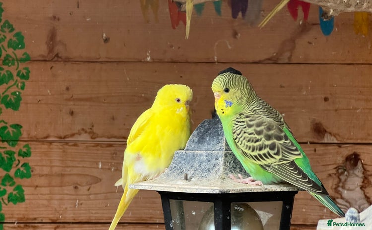 Budgerigars birds - Advert 4
