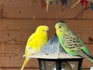 Budgerigars birds - Advert 9