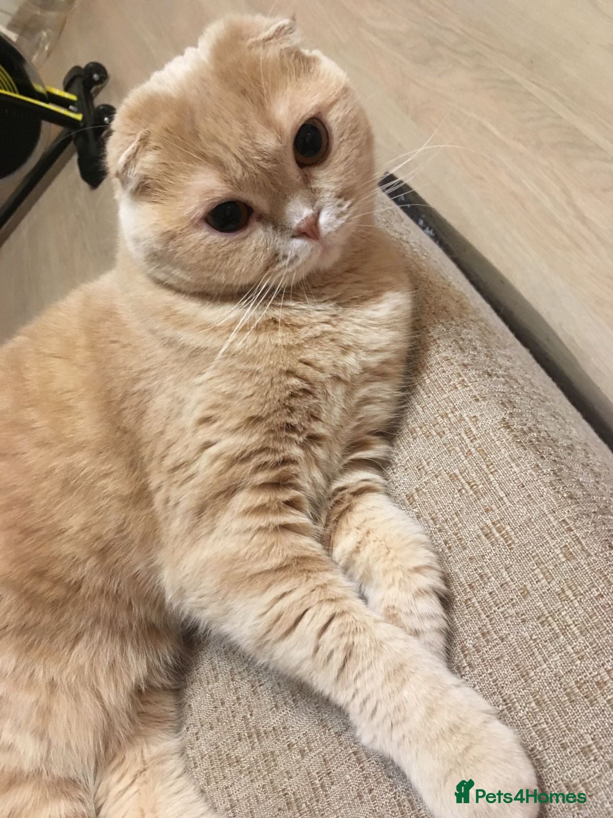 Scottish Fold cats Scottish fold male - Advert 7