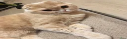 Scottish Fold cats for sale: Scottish fold male - Advert 6