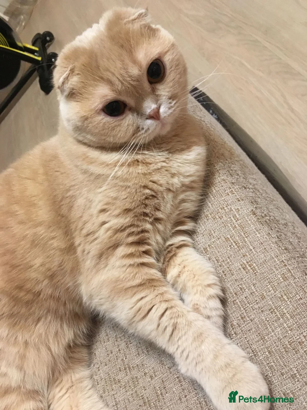 Scottish Fold cats for sale: Scottish fold male - Advert 6