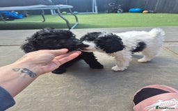 Maltipoo dogs for sale: Maltipoo puppies ready now  - Image 20