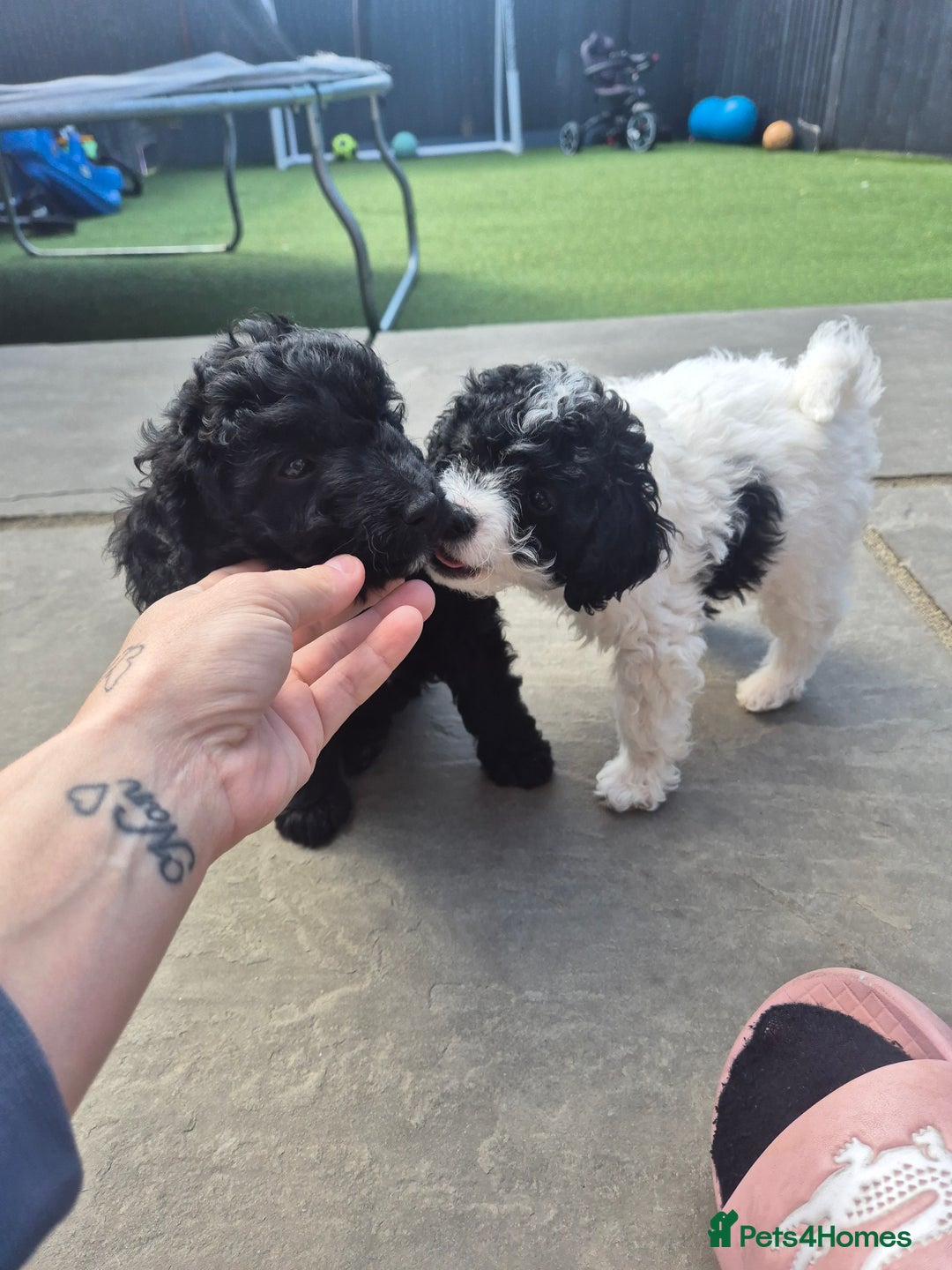 Maltipoo dogs for sale: Maltipoo puppies ready now  - Image 20
