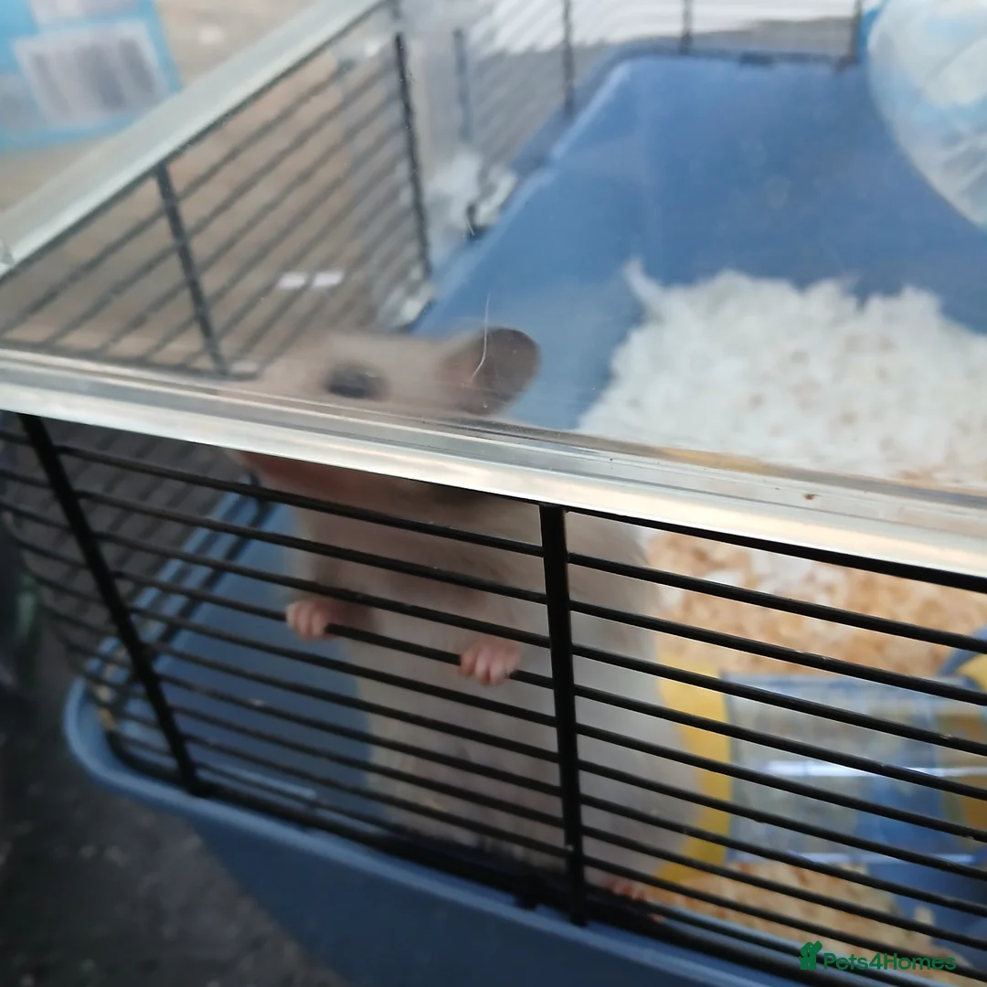 Hamster rodents for sale: Misty - Advert 2