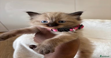 Ragdoll cats - Advert 6
