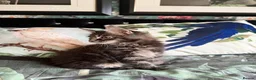 Maine Coon cats for sale: European Maine coon kittens - Advert 10