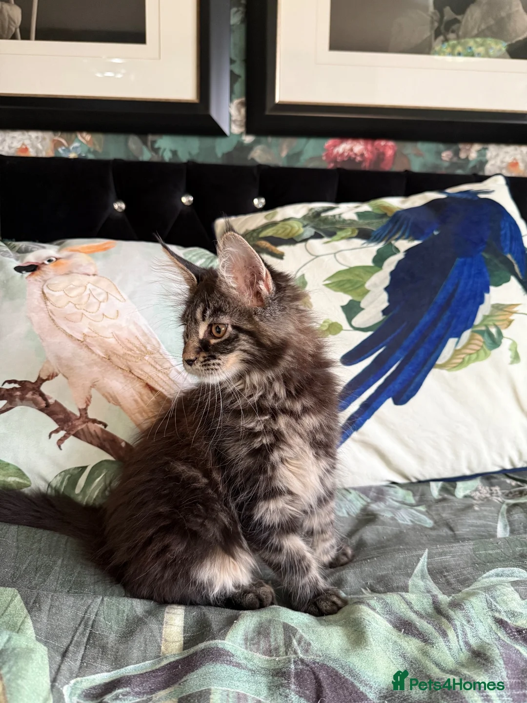 Maine Coon cats for sale: European Maine coon kittens - Advert 10