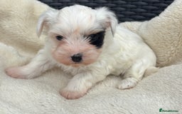 Biewer Terrier dogs for sale: Beautiful biewer terrier puppies 🩷 - Image 5