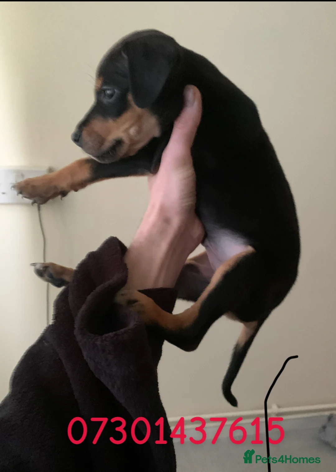 Dobermann dogs for sale: Dobermann pinscher  - Advert 2