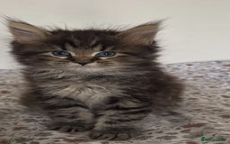 Maine Coon cats for sale: White and Tabby full breed Maine coons for sale  - Image 4