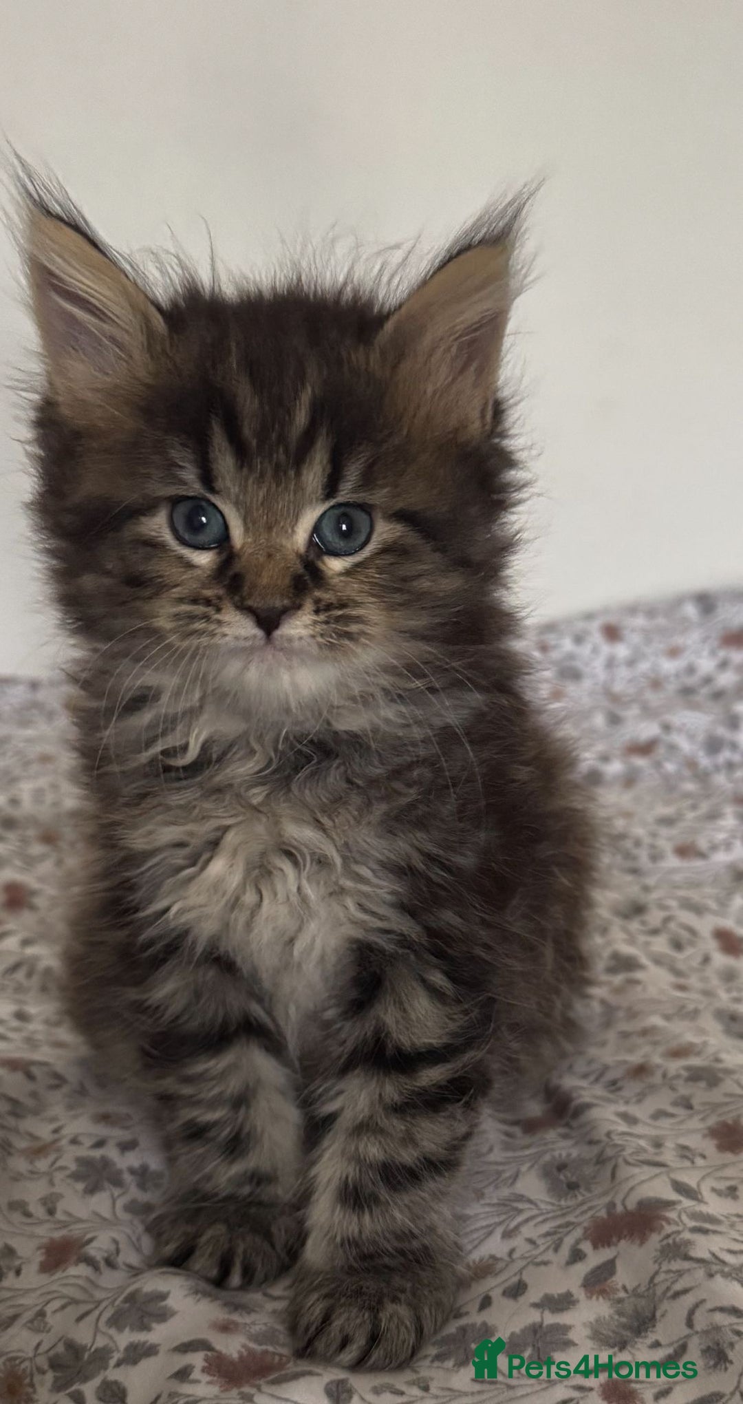 Maine Coon cats for sale: White and Tabby full breed Maine coons for sale  - Image 4
