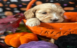 Cockapoo dogs for sale: ❤️AMAZING F1B COCKAPOOS ❤️ - Image 13