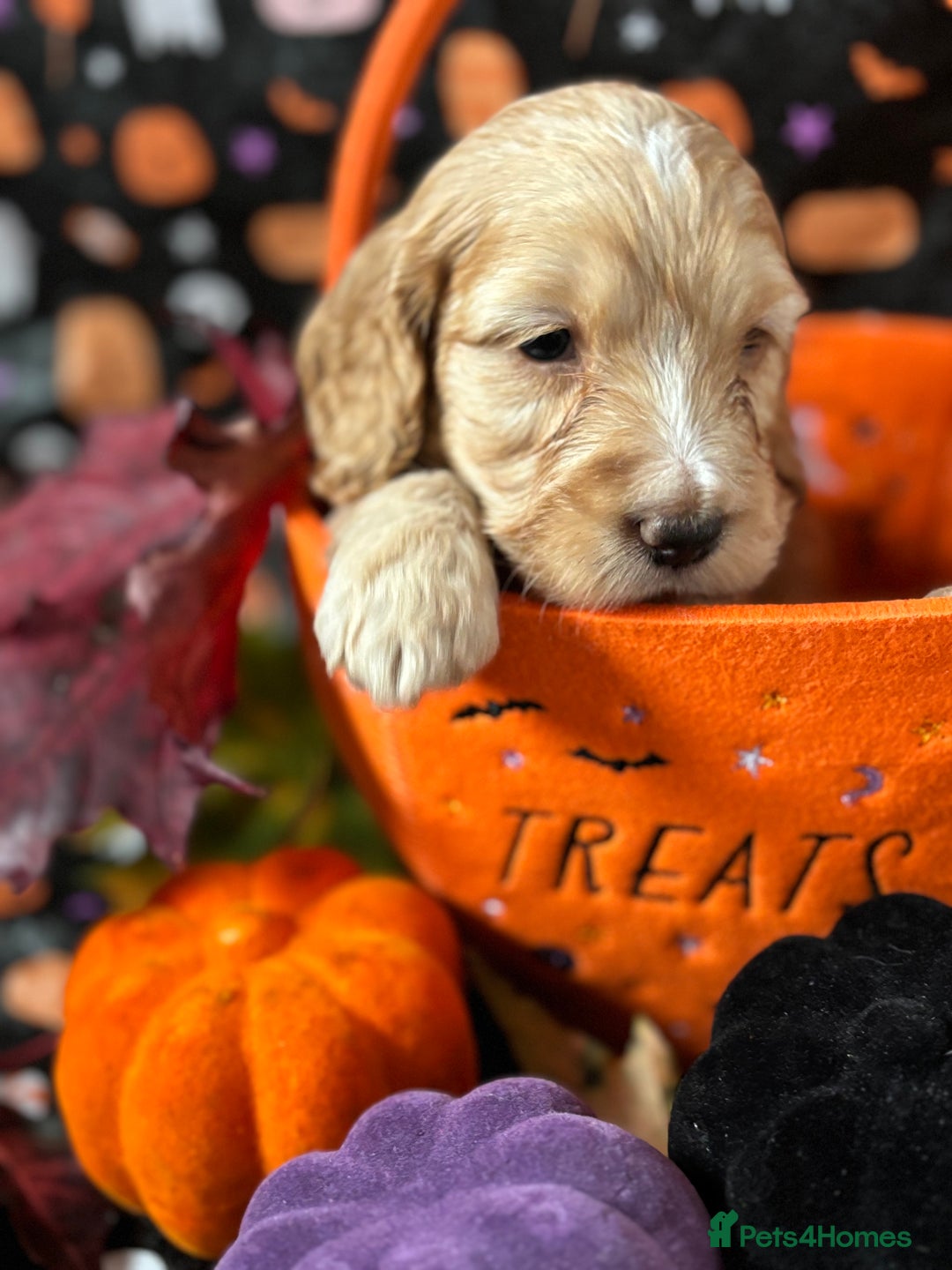 Cockapoo dogs for sale: ❤️AMAZING F1B COCKAPOOS ❤️ - Image 13