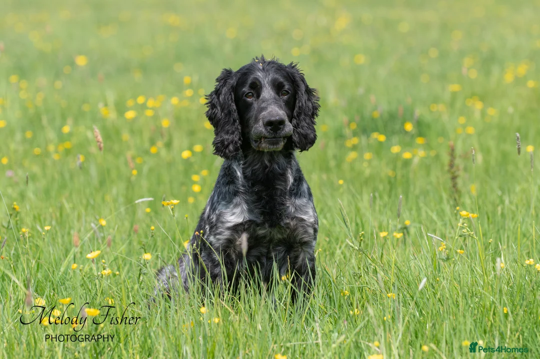 Cocker Spaniel dogs for stud: Stunning Blue Roan Cocker for stud in Tewkesbury - Advert 8