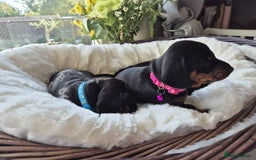 Miniature Dachshund dogs for sale: Stunning Pedigree Miniature Dachshund pups  - Image 4
