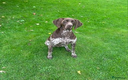German Shorthaired Pointer dogs for sale: German Shorthaired Pointer Puppies–4 Boys, 1 Girl  - Advert 3