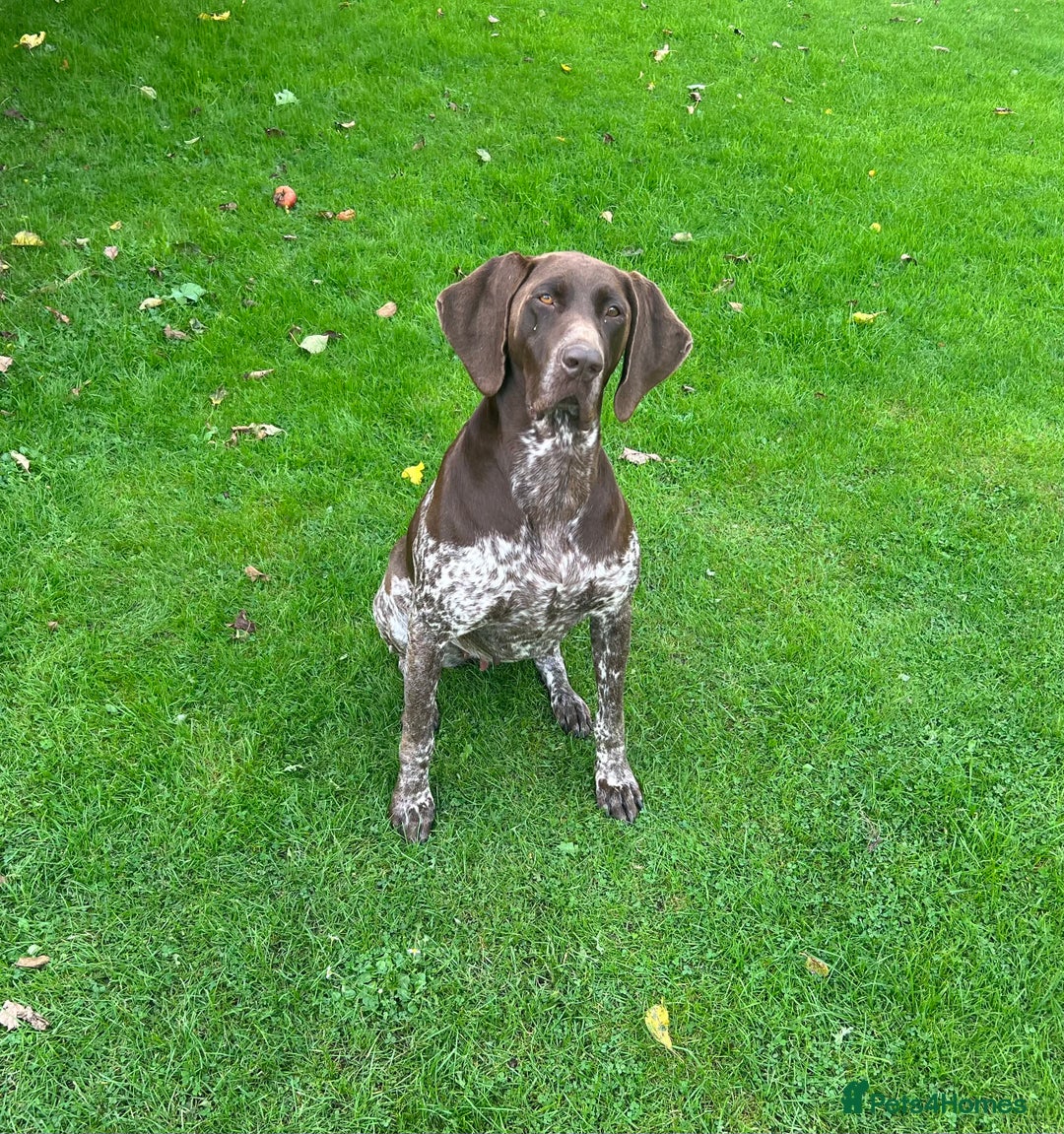 German Shorthaired Pointer dogs for sale: German Shorthaired Pointer Puppies–4 Boys, 1 Girl  - Advert 3