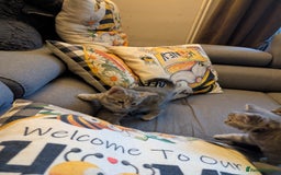 Ragdoll cats for sale: Ragdoll/Persian mixed kitties - Image 6