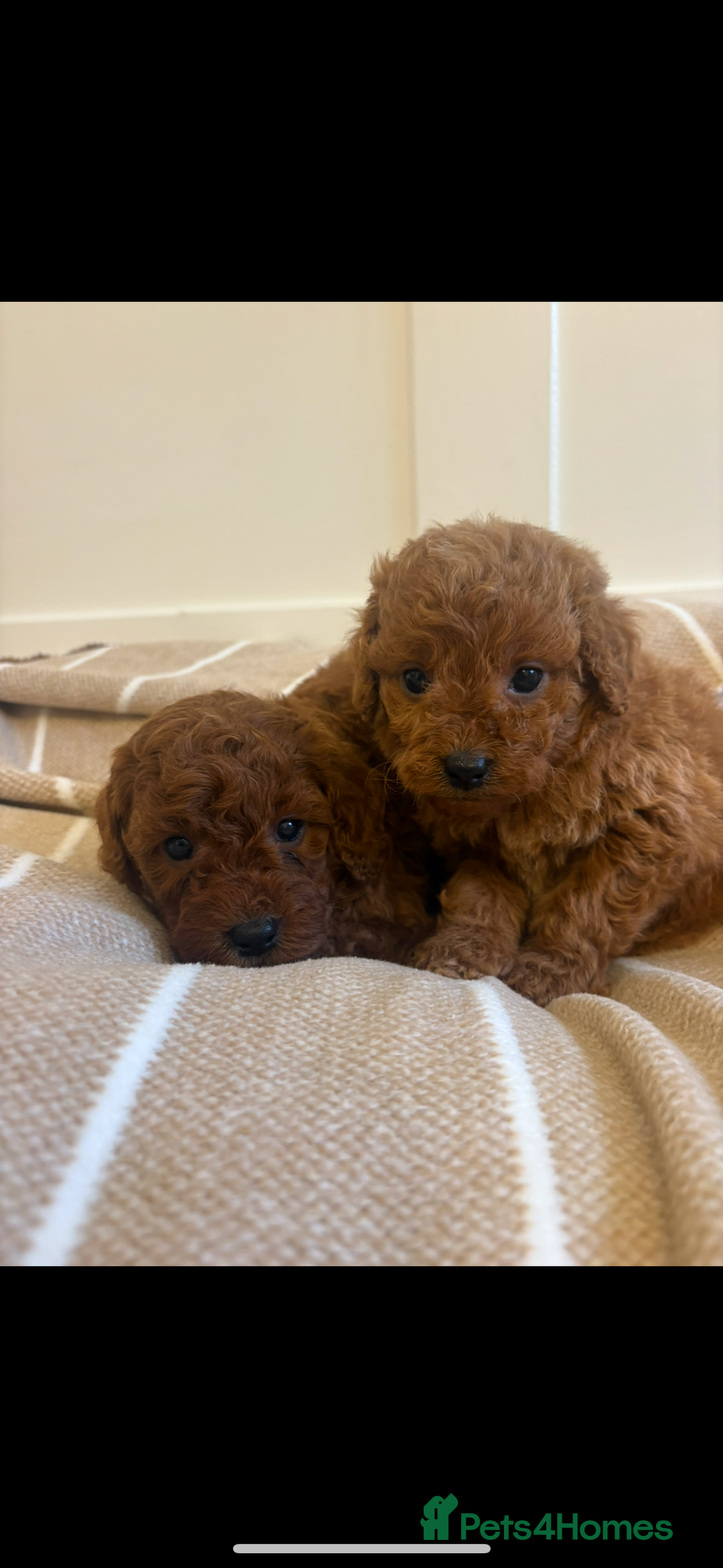 Cavapoo dogs for sale: LICENSED BREEDER QUALITY HEALTH TESTED CAVAPOOS - Advert 14