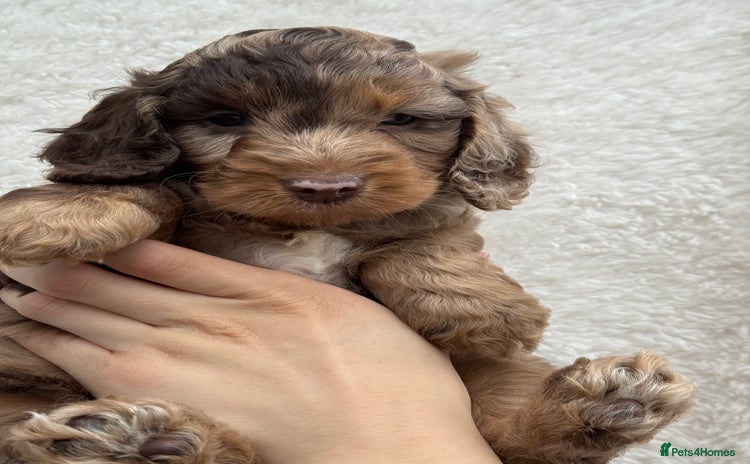 Cockapoo dogs - Advert 3