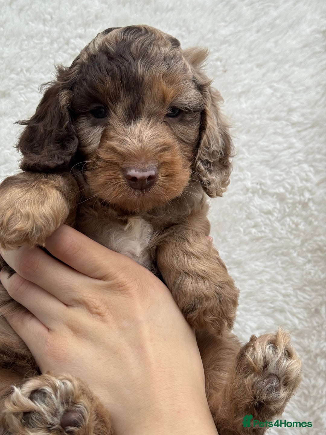 Cockapoo dogs for sale: F1 Show Cockapoo - Image 1