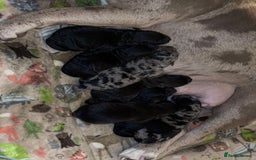 American Bully dogs for sale: RARE FLUFFY POCKET BULLIES - Image 18