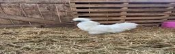 Chickens poultry for sale: Silkie breeding pair  in Cairndow - Advert 2