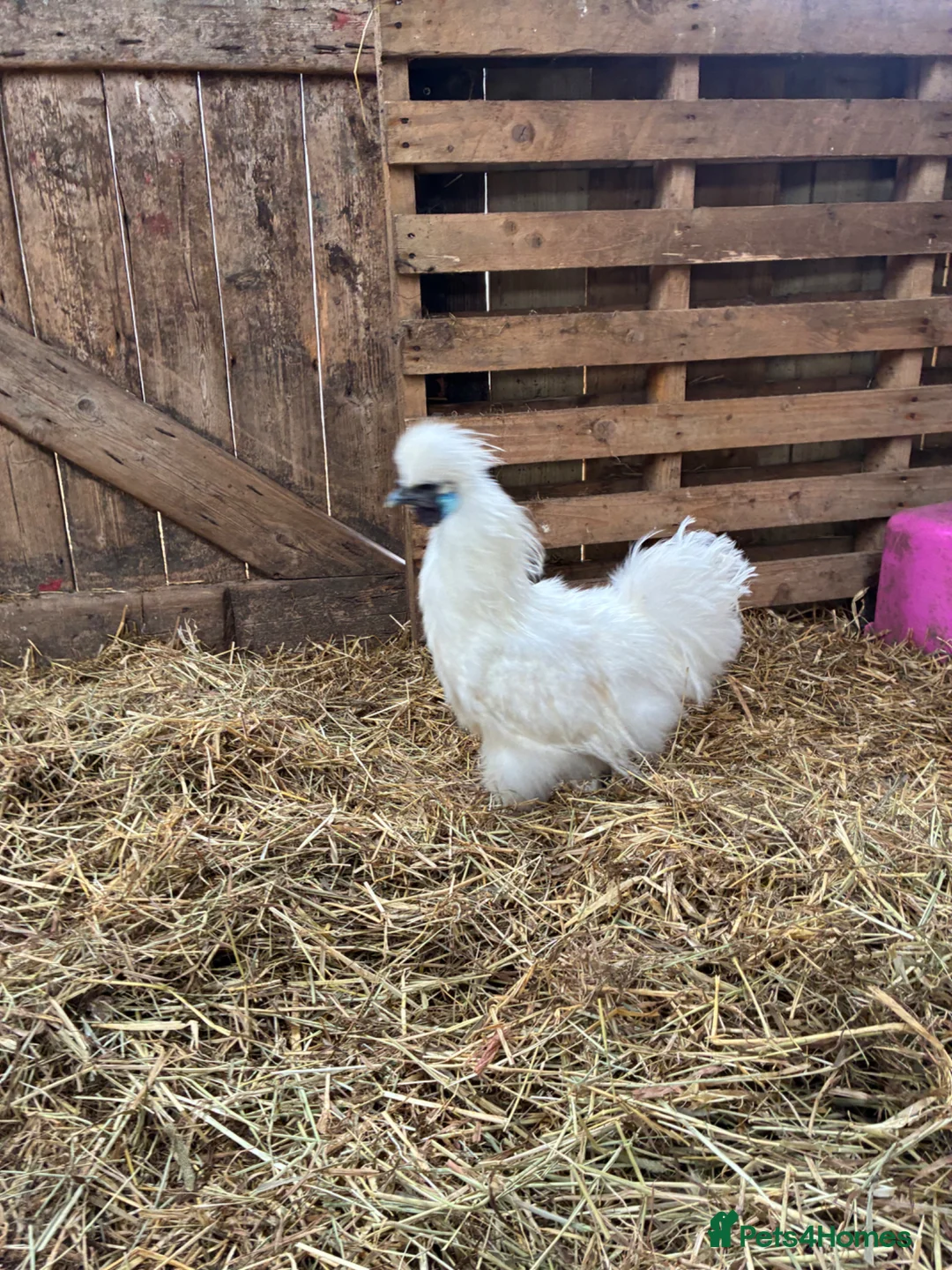 Chickens poultry for sale: Silkie breeding pair  in Cairndow - Advert 2