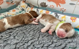 Cavalier King Charles Spaniel dogs for sale: Fully Health Tested Male CKCS Puppies - Image 17