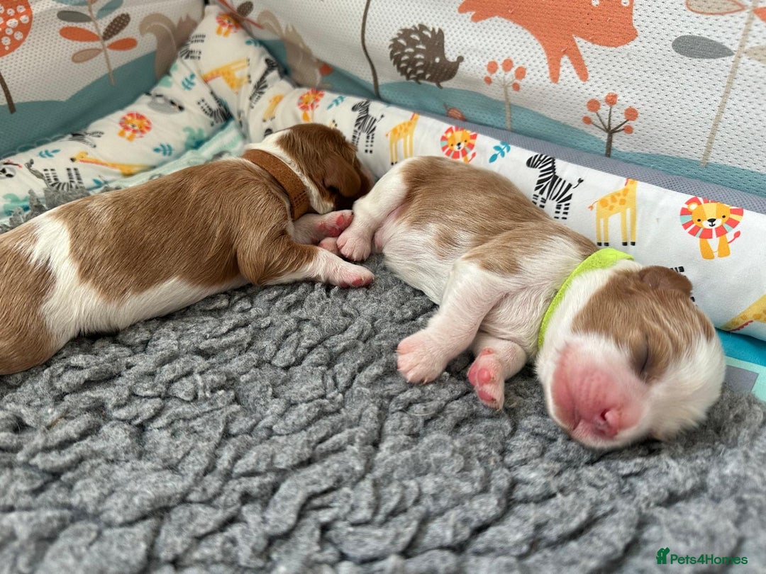 Cavalier King Charles Spaniel dogs for sale: Fully Health Tested Male CKCS Puppies - Image 17