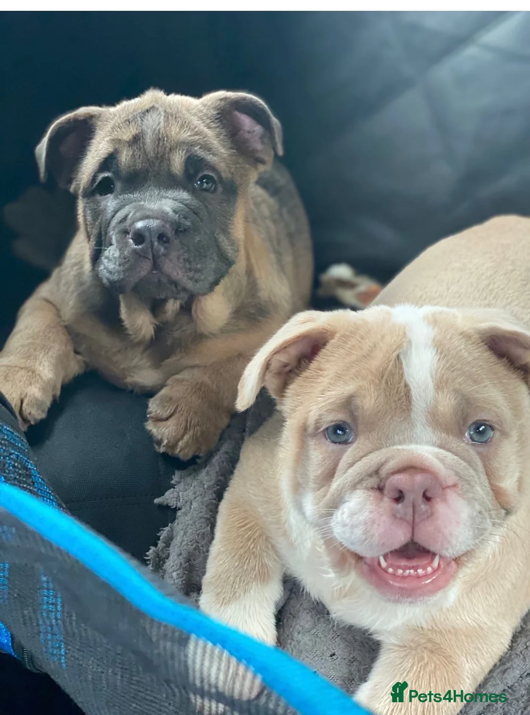 English Bulldog dogs for sale: English bulldog cross chow - Advert 5