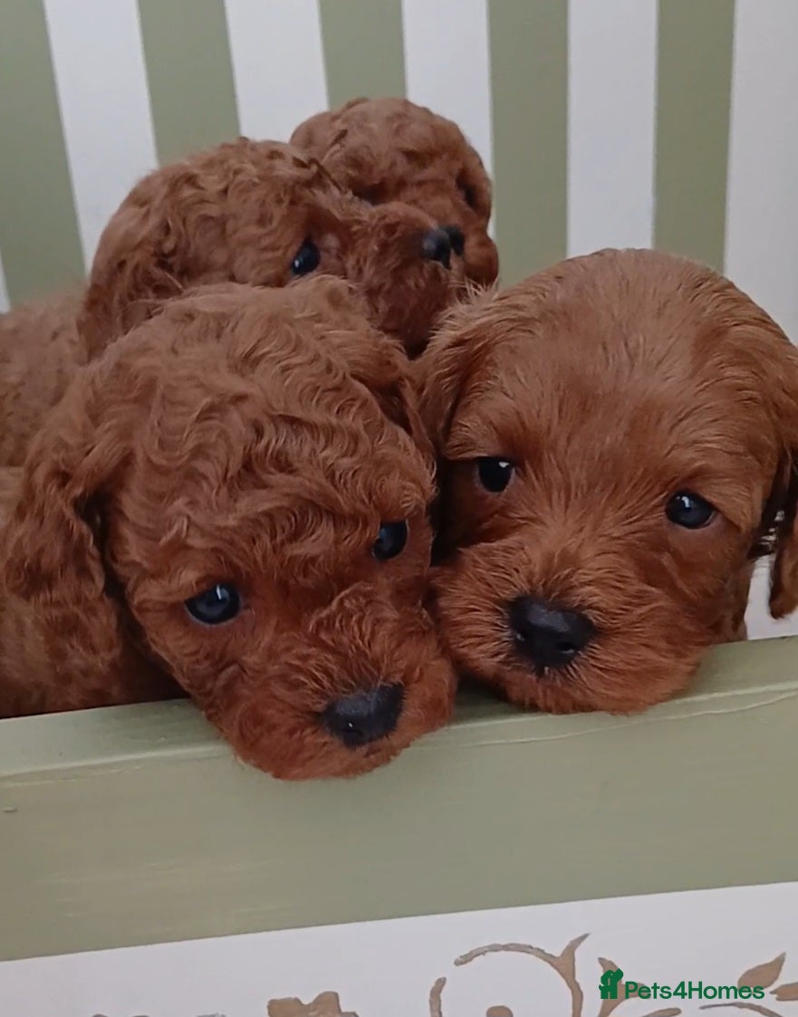 Cavapoo dogs Gorgeous Toy Cavapoo Puppies  - Advert 1