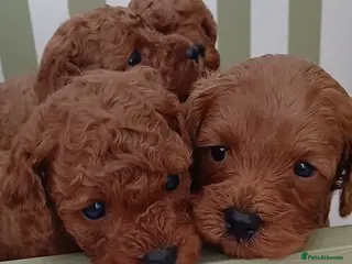 Cavapoo dogs Gorgeous Toy Cavapoo Puppies - Advert 1