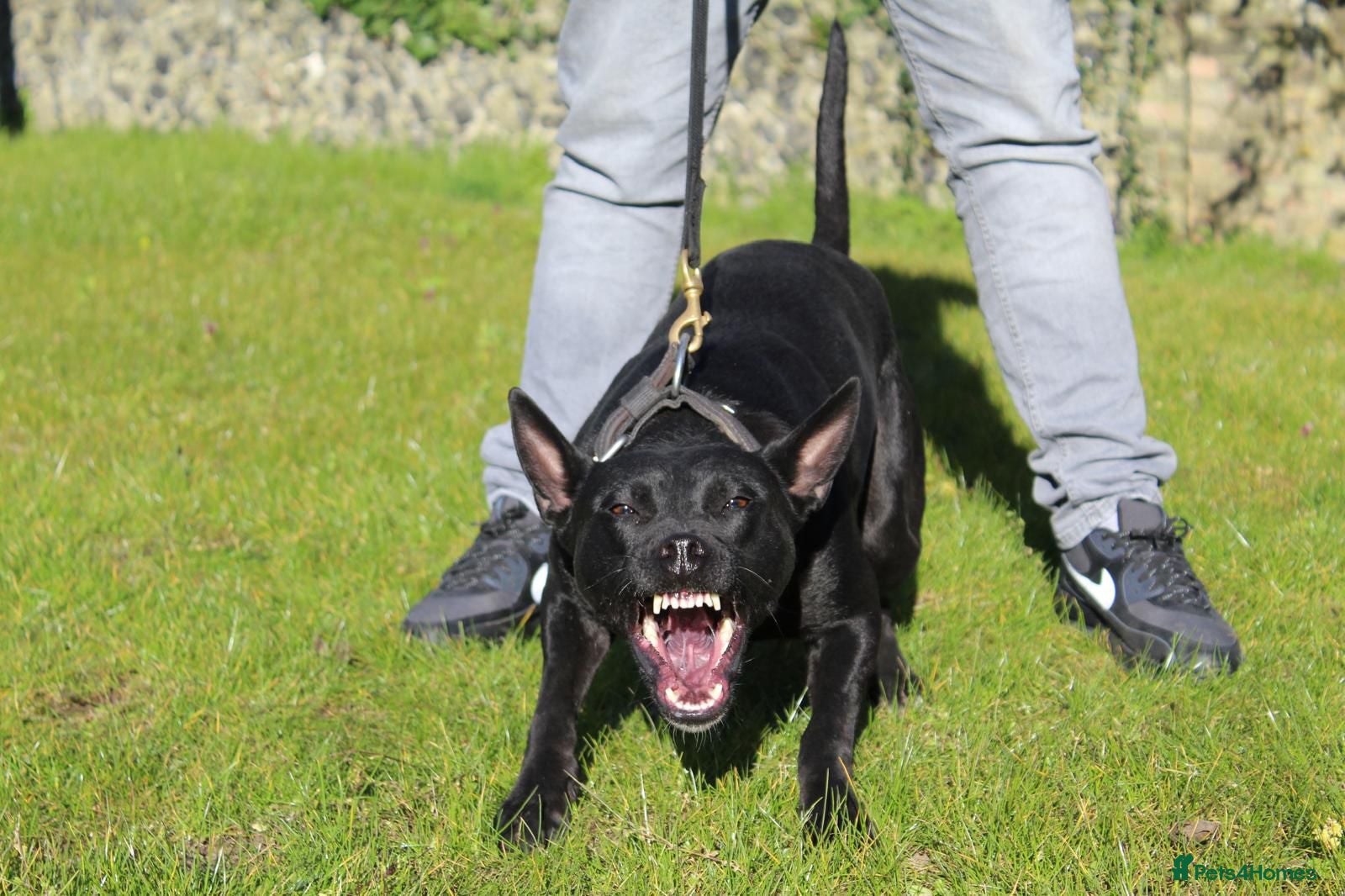 German Shepherd dogs Outstanding Shepherd working litter - Advert 1