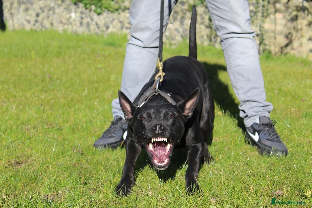 German Shepherd dogs for sale: Outstanding Shepherd working litter - Advert 1